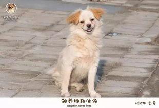 爆料救助流浪动物视频播放,救助流浪动物，温暖瞬间引网友共鸣  第2张